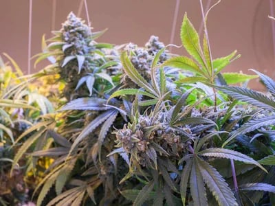 CBD Kush Auto and the Highest Caliber of Medicinal Marijuana Support at Green Leaf Store EU