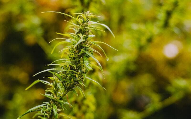 THC Cannabis Oil Australia – Analysis of Medicinal THC Oils