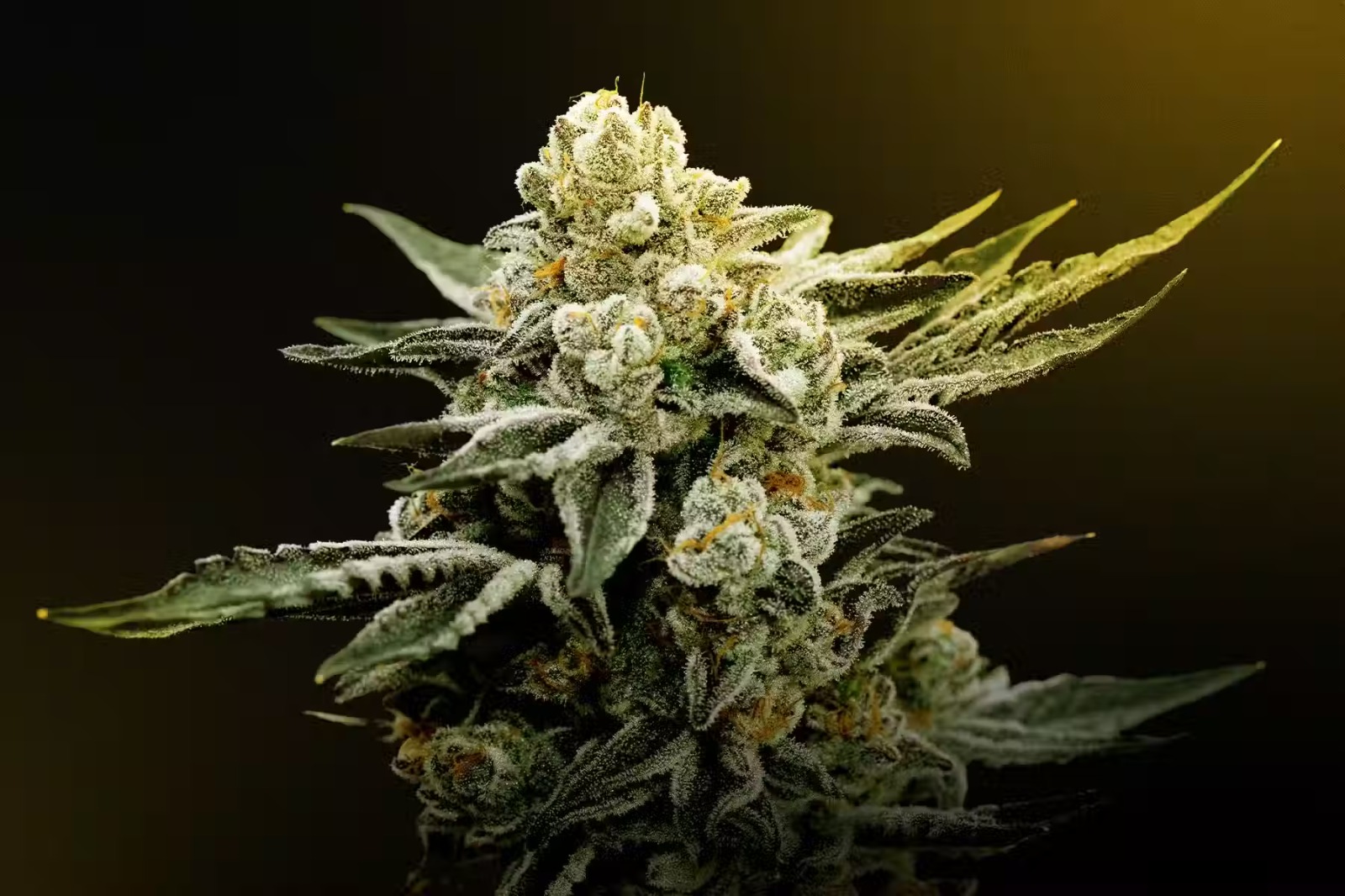 THC Cannabis Oil Australia – Analysis of Medicinal THC Oils