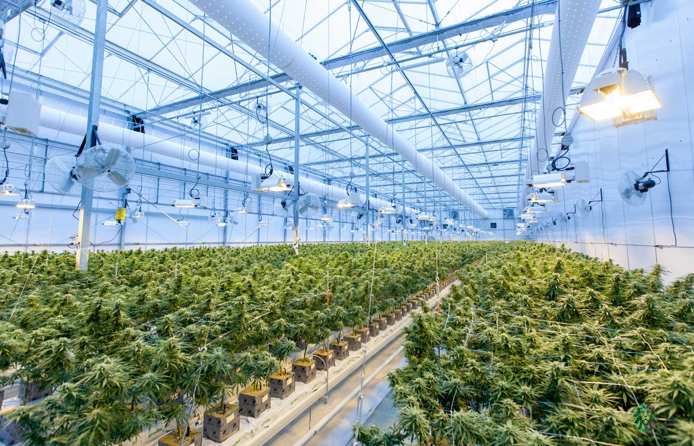 Understanding Buy Marijuana Online UK: History, Science, and Law