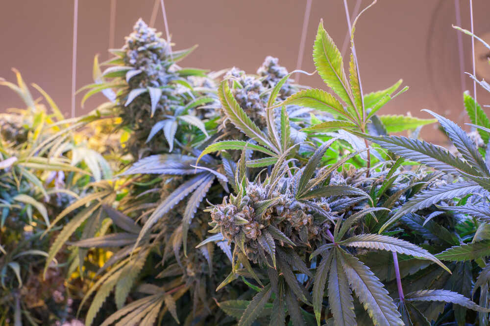 CBD Kush Auto and the Highest Caliber of Medicinal Marijuana Support at Green Leaf Store EU